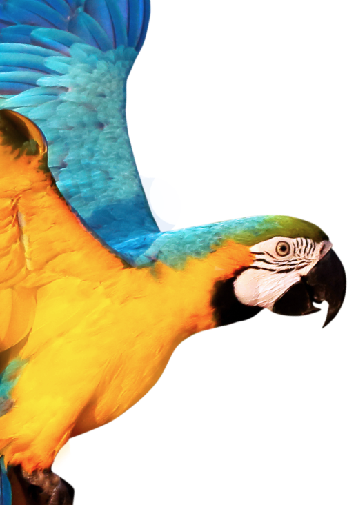 A yellow and blue parrot flying appears to be slowly sliding over a background of green leaves.