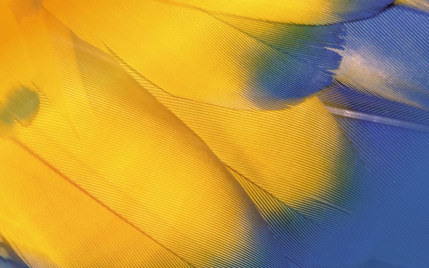 As you continue scrolling, a closeup image of parrot feathers fades up and becomes the background.