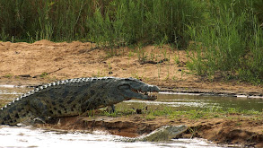 Giant Croc's Of The Kilombero thumbnail