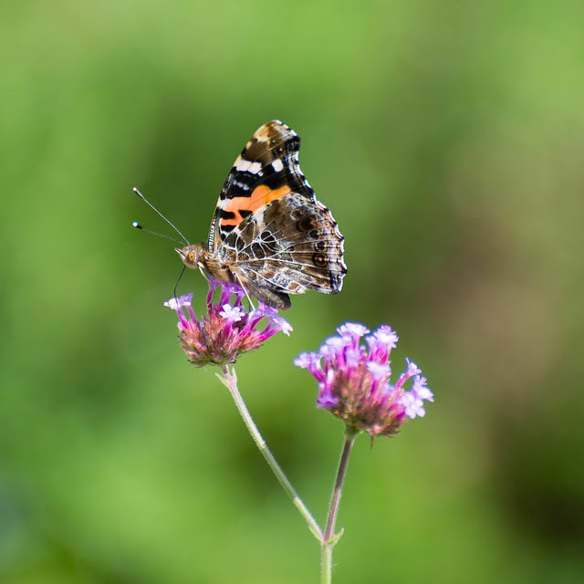 butterfly