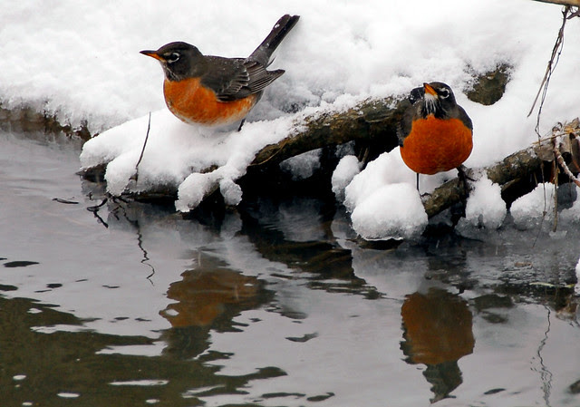"So, tell me again why we didn't fly south this winter?"