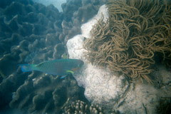 parrot fish eating
