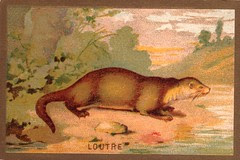 loutre