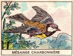 mart2oiseaux 654