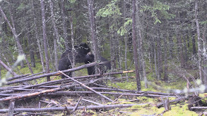 Bear Hunting With Nordic Lodge Part 1 thumbnail