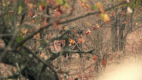 Ready for Anything Safari thumbnail