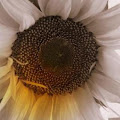 sonflowerandgrace avatar